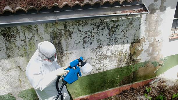 Top rated local Mold Remediation specialists in Suffolk, VA